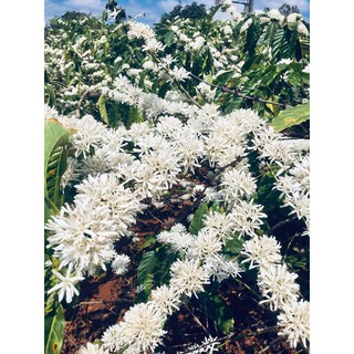 mika caffee hạt rang mộc robusta và arabica 5kg