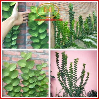 Cây bám tường cây tắc kè Thái leo tường trồng hồ bán cạn, background chụp ảnh