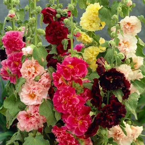 Hạt giống mãn đình hồng mix màu kép ( tặng kèm phân bón và kích mầm)