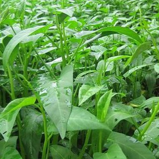 50gram HẠT GIỐNG RAU MUỐNG LÁ LỚN