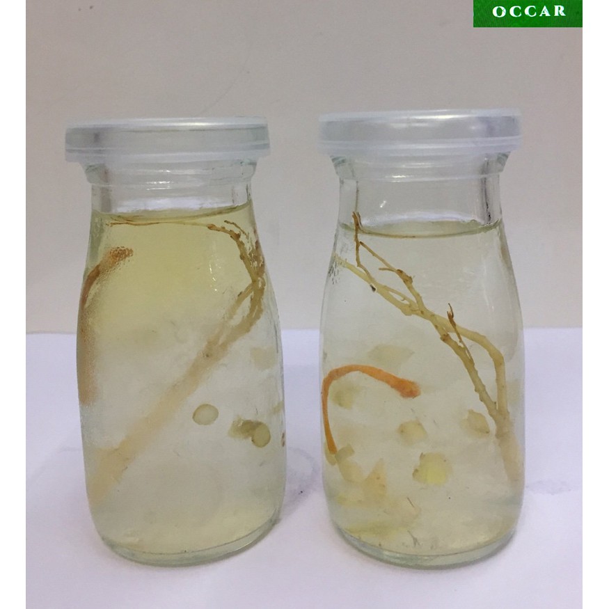 Combo 10 Hũ đựng yến 100ml, hũ chưng yến, Hũ thủy tinh, hũ ngâm sâm mật ong, hũ đựng mật ong, lọ thủy tinh, Occar | BigBuy360 - bigbuy360.vn