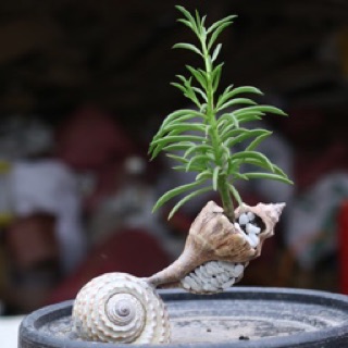 Vỏ ốc trồng cây cảnh