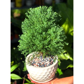 Chậu Sứ Tùng Bồng Lai để bàn