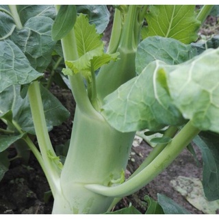 2000 Hạt Giống Cải Làn Thân To - Rau Cải Ngồng (8103)