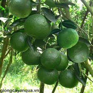 Cây cam sành giống