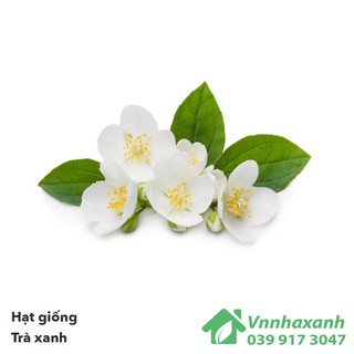 Hạt Giống Trà Xanh/ Chè - Tea Tree
