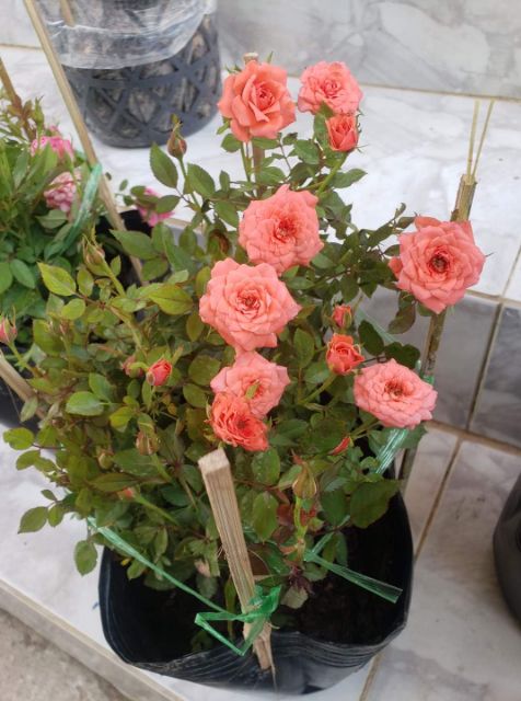 Cây Hồng Tỉ Muội