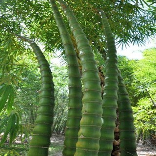 CÂY TRÚC ĐÙI GÀ