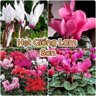 HẠT GIỐNG HOA ANH THẢO ( Đủ Màu ) - Loài Hoa Đẹp Quý Phái.