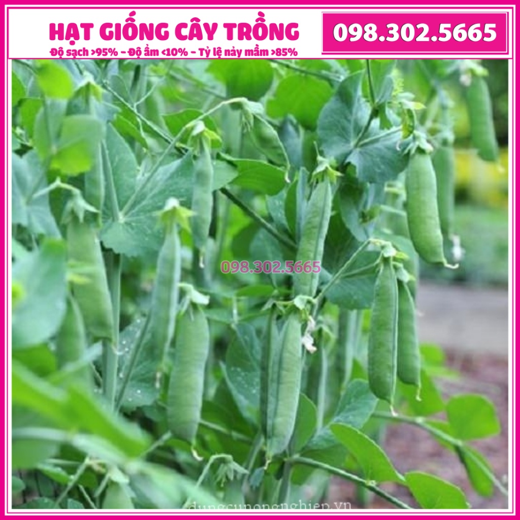 Hạt giống đậu Hà Lan siêu trái cao sản - gói 50g - hạt chất lượng tốt, năng suất cao