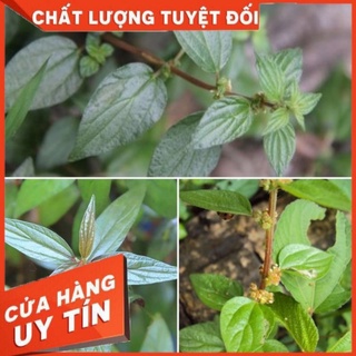 Cây bọ mắm tươi