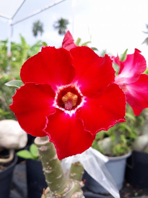 Hạt giống hoa sứ thái_1 hạt