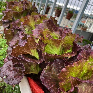 [Hạt giống Mỹ] Hạt giống xà lách tím cheroke chịu nhiệt - tỷ lệ nảy mầm 90%