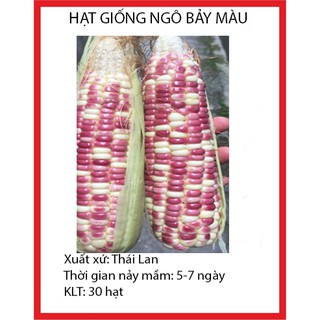 30 hạt giống ngô nếp nhiều màu