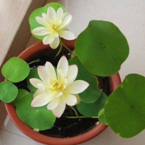 Hạt Giống Hoa Sen Nhật Mini + Bách Diệp (10 hạt + tặng phân)