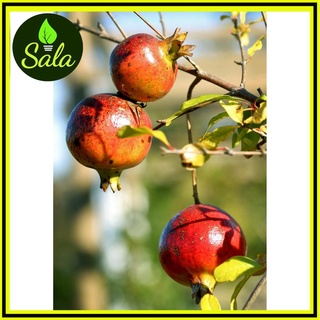 CÂY LỰU GIỐNG MAU CÓ TRÁI