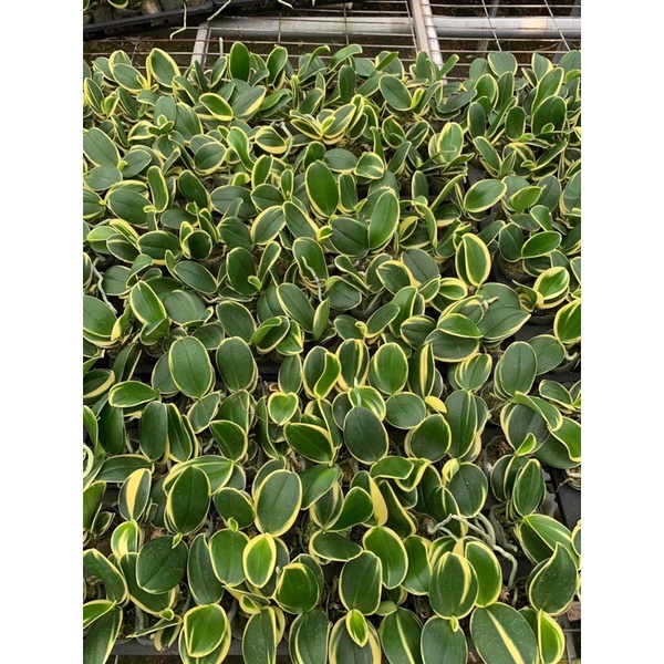Hồ Điệp Lá Biên - Phát Tài - Cây Con Trồng Chậu 1.7