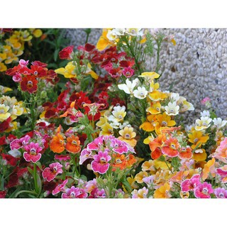 Hạt Giống Hoa Nemesia Mix 50 hạt
