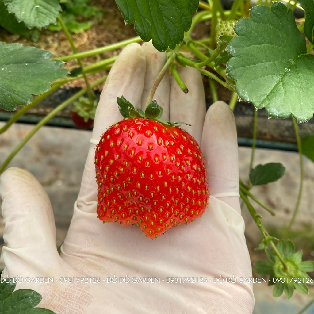 [Giao nhanh 2h] Dâu Giống Hàn Đang Rộ Được Trồng Theo Quy Trình Công Nghệ Cao Tại Đà Lạt _ Hộp giấy | BigBuy360 - bigbuy360.vn