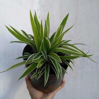 Cây cỏ lan chi (chỉ giao hỏa tốc HCM)