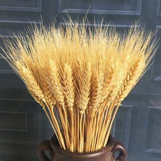 10 CÀNH LÚA MẠCH KHÔ TRANG TRÍ