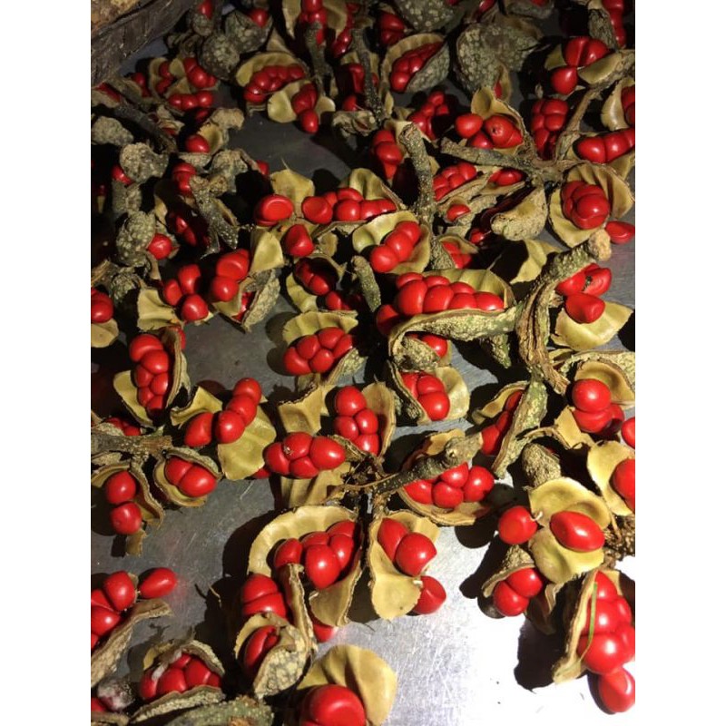 [GIÁ SỈ ] Hạt dổi nếp rừng tây bắc loại 1 cực thơm ngon | BigBuy360 - bigbuy360.vn