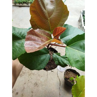 Cây vả mật giống quả to