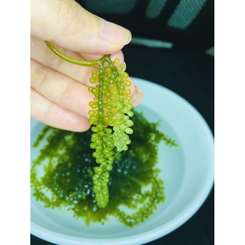 [SALE SẬP SÀN] 100Gr Rong Nho Tách Nước Khánh Hoà chọn lọc. | BigBuy360 - bigbuy360.vn