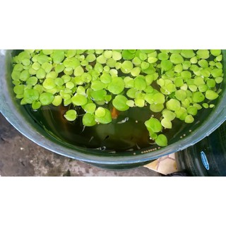 BÈO NHẬT THỦY SINH