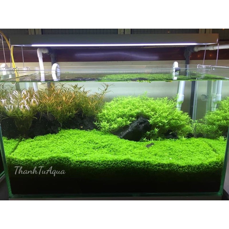 Cây thuỷ sinh-khuyến mại mùa covit