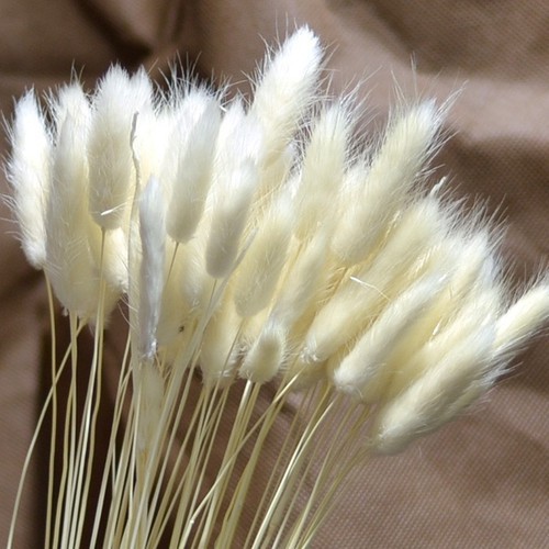 🌸Loại đẹp🌸 Hoa khô CỎ ĐUÔI THỎ Lagurus Bunny Tails màu tự trắng decor phong cách vintage
