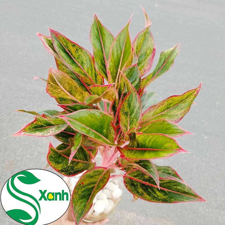 CÂY CẢNH PHÚ QUÝ THỦY SINH ĐỂ BÀN