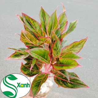 CÂY CẢNH PHÚ QUÝ THỦY SINH ĐỂ BÀN