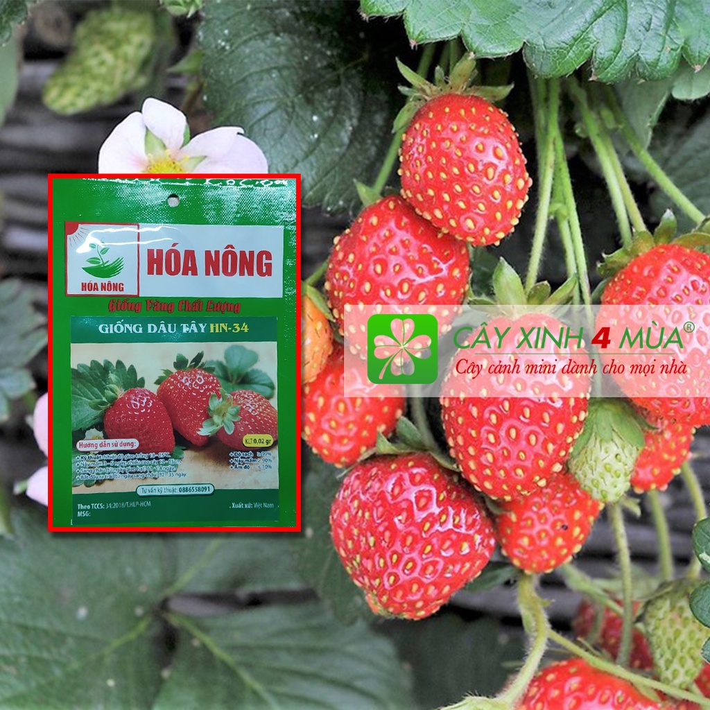 Hạt giống Dâu Tây HN-34 [ Giống Vàng Chất Lượng]  Gói 0,02gr