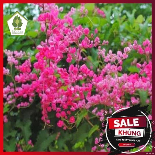 Cây hoa TIGON trồng chậu cao 75cm, hoa mọc từng chùm màu hồng tuyệt đẹp, cây trồng ban công tường rào