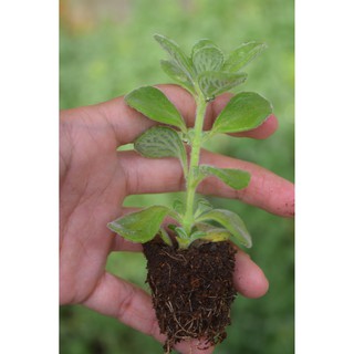 Sen thơm - nhất mạt hương mini 3-5cm