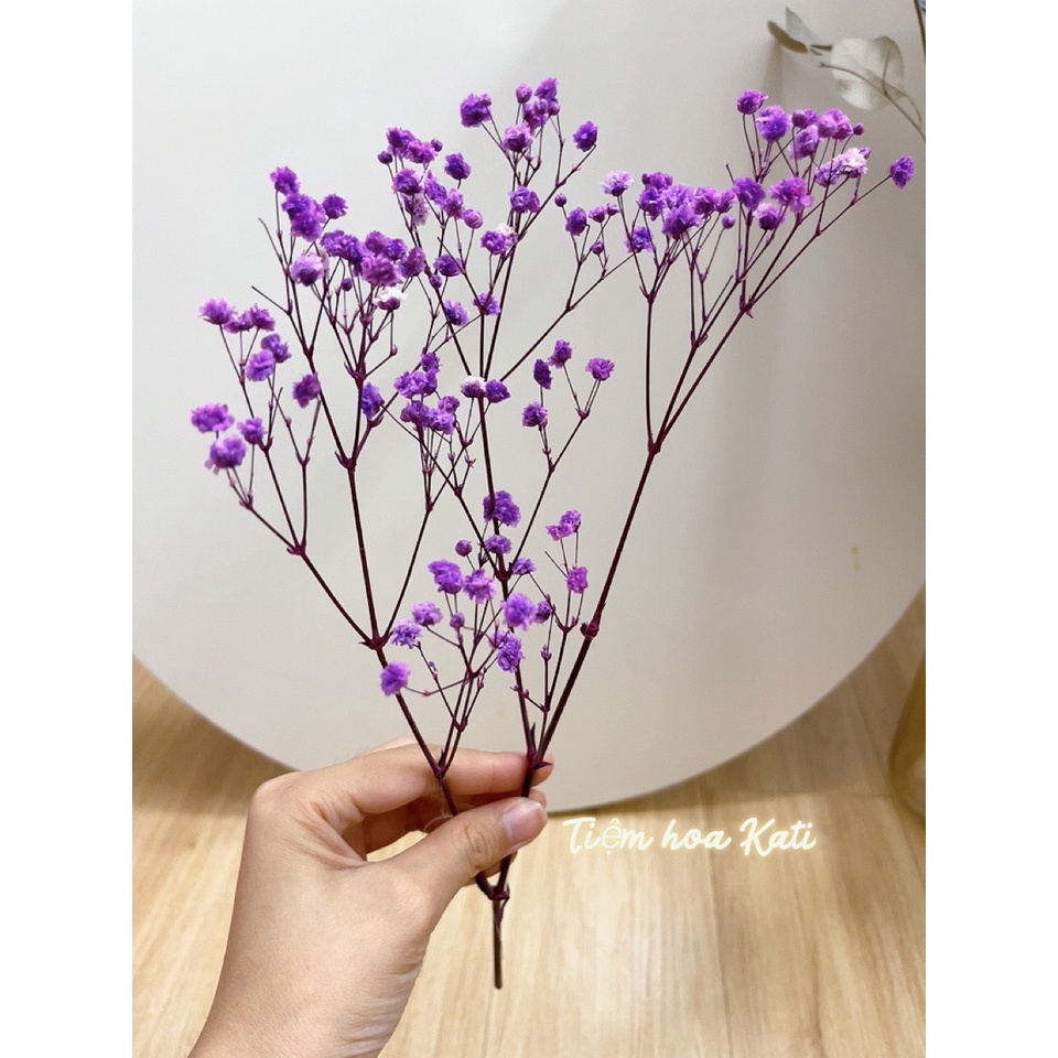 Hoa baby khô Quà tặng hoa khô Hoa Decor trang trí