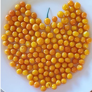 Ớt Charapita Tươi- 20 Quả 🌶(Ớt Đắt Nhất Thế Giới)