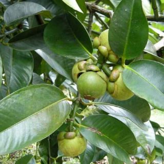 Cây măng cụt