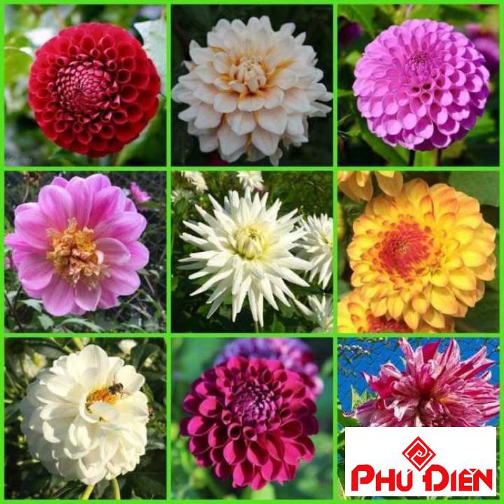 Hạt giống hoa thược dược kim cương 40 hạt  PHÚ ĐIỀN