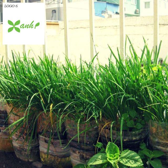 Hạt giống Hẹ Ta 5Gram khoảng 50 hạt