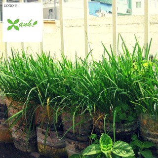 hạt giống Hẹ Ta 5Gram khoảng 50 hạt