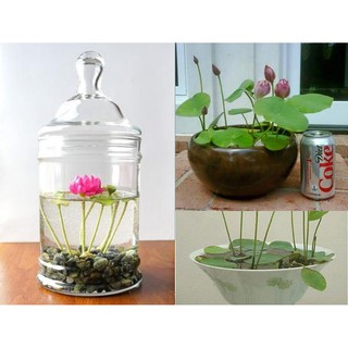 Hạt giống Sen Nhật mini (20 hạt - nhiều màu)