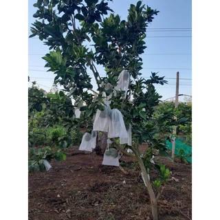 100 TÚI BỌC BƯỞI DA XANH, BƯỞI DIỄN, TÚI BỌC DƯA LƯỚI, NHO, Túi Lưới 35 * 40