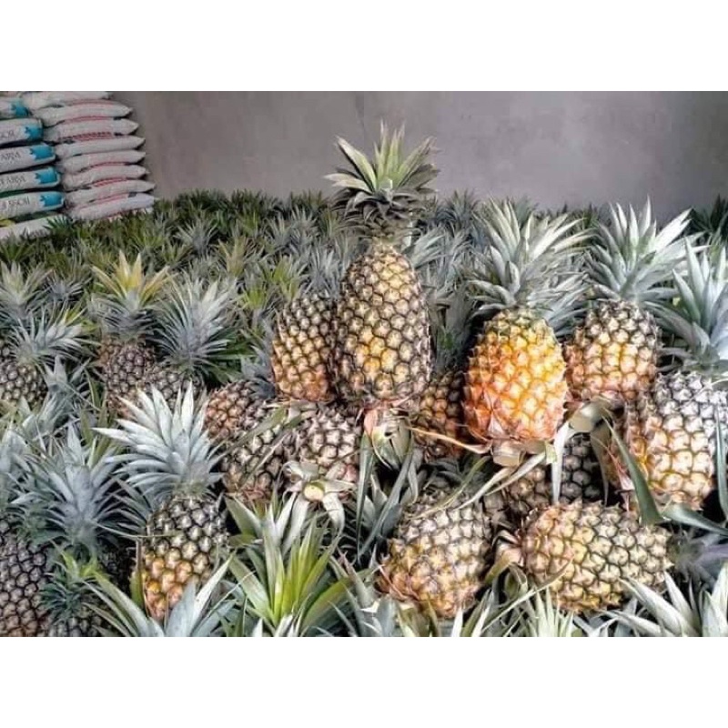 Dứa mật pú lau dân tộc Mông trồng tại điện biên 1 quả từ 1,2 - 1,5kg