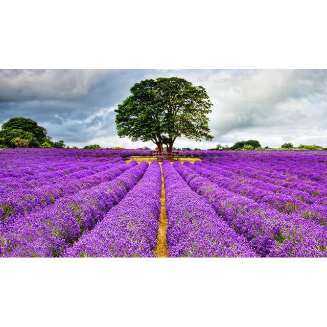 Hạt Giống Hoa Oải Hương