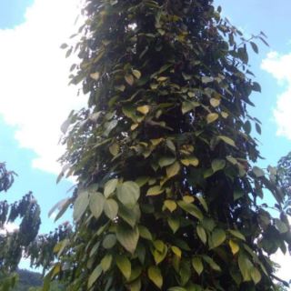 Copo 3 kg tiêu