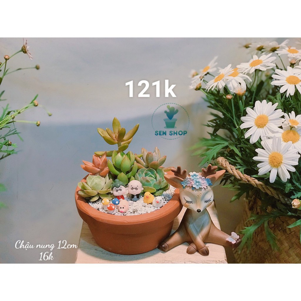 Chậu hoa sen đá mix tầm 100-199k .