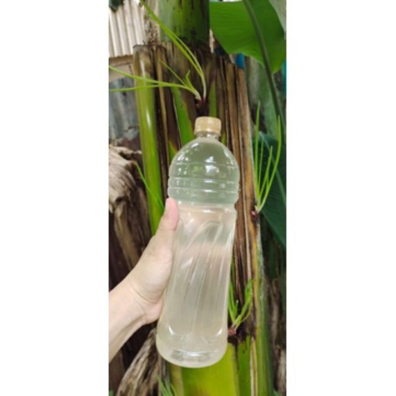 Nước giấm nuôi nhà làm