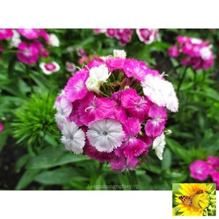 Hạt giống hoa cẩm chướng chùm 20 hạt